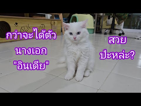 กว่าจะได้ตัวนางเอกอินเดีย