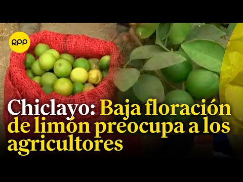 Se registra una baja floración del limón en Chiclayo