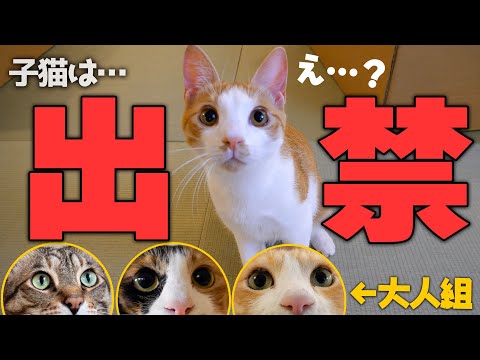 猫の動画サムネイル - 【大人限定】残念ながら子猫は出禁になりました。