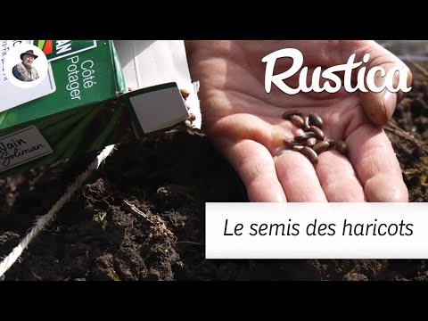 Astuces pour semer des haricots plus tôt