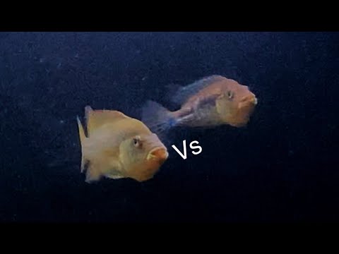Grammodes vs Itslanus cichlid Fight Tried to house my Pair of Grammodes With my pair of Itslanum but the Males wouldn’t get along! No 