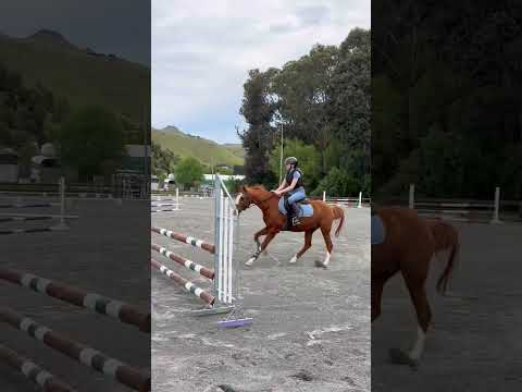 #horse #jumper #eq #pony #ponyhorse #chestnut #equestrian #sj #rider #equestrianjourney