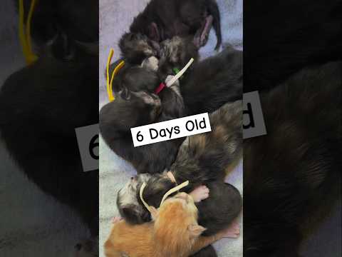 6 Day Old Maine Coon Babies 
