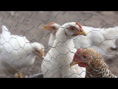 MAGA declara estado de emergencia zoosanitaria por influenza aviar