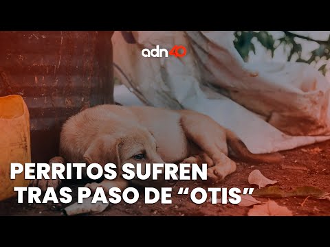 Los lomitos también fueron víctimas del huracán OTIS