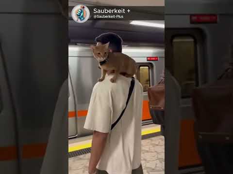 Just a man and his metro cat 😎🐱