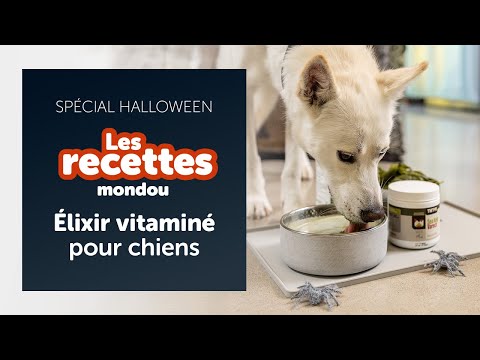 🐶 Élixir vitaminé pour chiens 🎃 | Les recettes Mondou