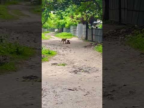 They R Not Fighting #dogs #cutedogs #funnydogs #petvideos