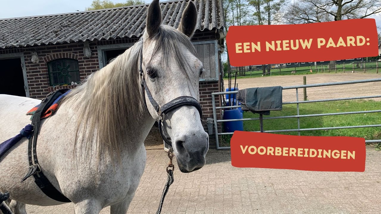 Een Nieuw Paard - Welke Voorbereidingen Kun Je Doen?