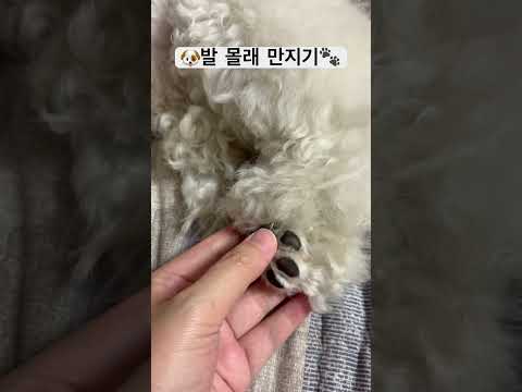 발바닥젤리는 사랑이G #강아지영상 #dogshorts #cutedog #bichon #발바닥 #젤리