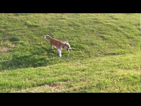 Penny playing ball on her own