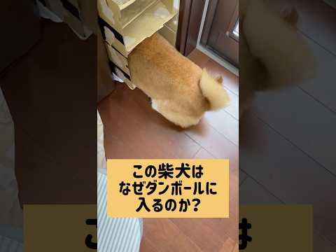 固定概念の打破w #柴犬 #柴犬ロック #柴犬ボブ サムネイル