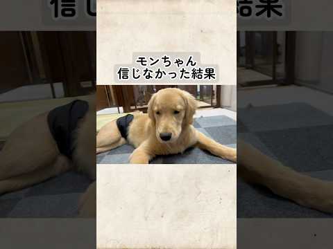 犬の動画サムネイル - モンちゃん信じなかった結果#goldenretreiver #ゴールデンレトリバー