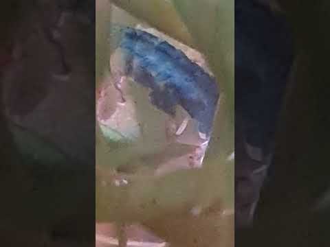 Blue dream shrimp with eggs - yay!! 