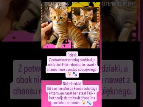 Uit een monstertje komen schattige kittens,... 🍹🐾#dc #felix #motivatiedag #schattig #geluksmoment