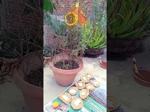 🙏#जय तुलसी माता 🙏