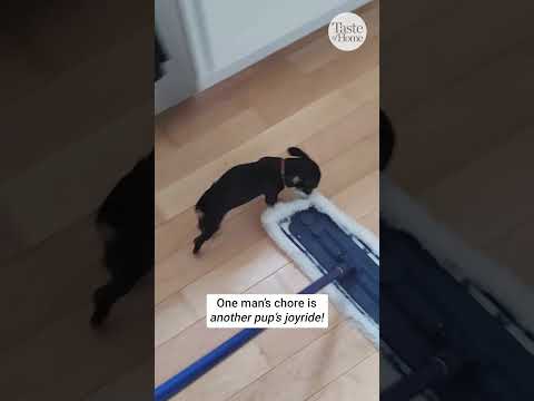 Little Dog Tries to Play With Mop While Owner Cleans House