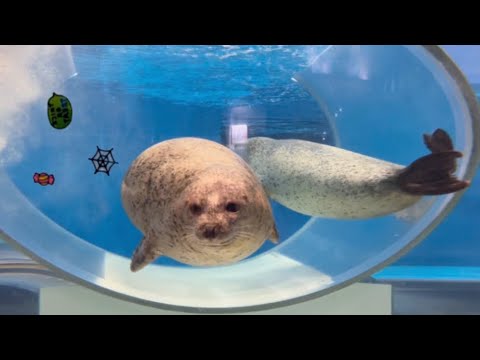 ゆったりまる可愛いゴマフアザラシ【A cute, round spotted seal】
