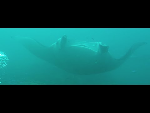 Manta rays bora bora Eleuthera Bora Diving Center_ https_//www.eleutheraboradiving.com/en
Social Media_
Discord_ https_//