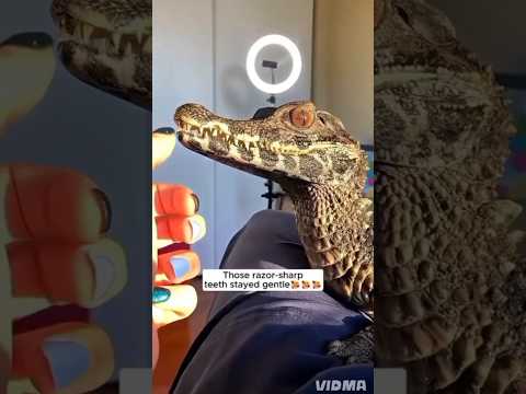 Kind family rescued baby crocodile and adopted it then...#love #kindness #animals #cutepet