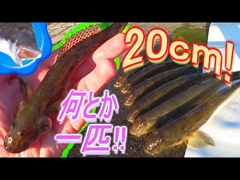 【旧江戸川 穴釣り】何とか1匹！2024年20cmマハゼ!!【マハゼ goby】