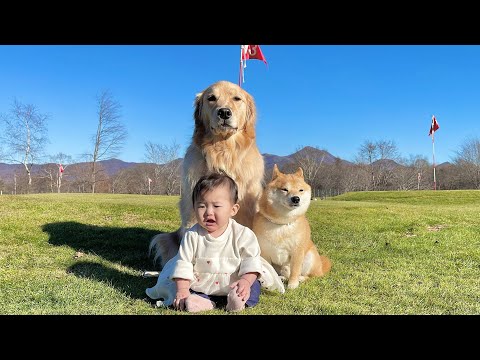 初めて愛犬をゴルフ場に連れて行ったらこうなりました...