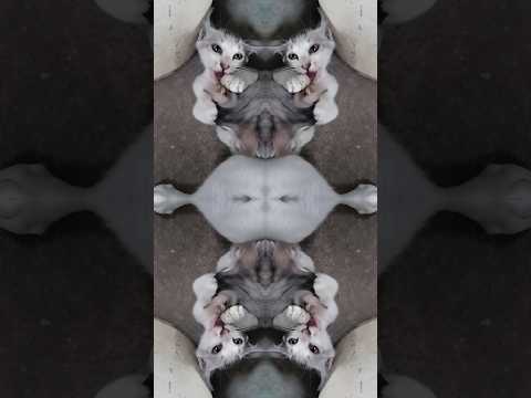 #cat #cartoon #tomandjerry #funny #sub