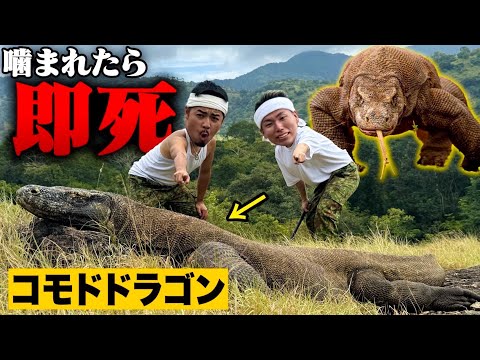 【噛まれたら即死】”禁断の島で「コモドドラゴン」に急接近したら大ピンチに…！？