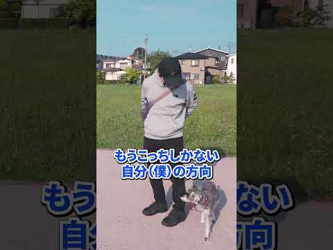 【切り拔き】【散歩】犬が驚くほど變わる!プロの散歩テク5選 前編 1
