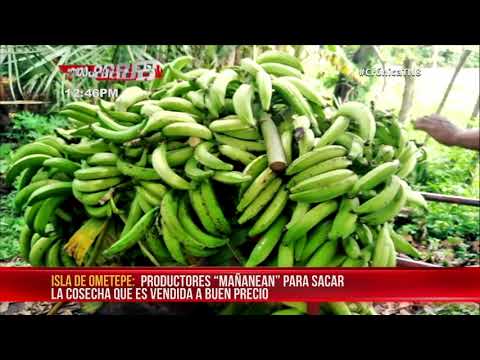 Pujante producción de plátano en la Isla de Ometepe - Nicaragua