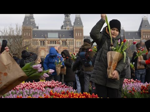 Εορτάστηκε η Εθνική Ημέρα... Τουλίπας στην Ολλανδία