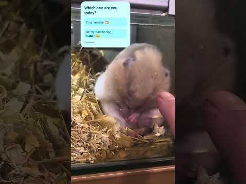 Mentally I’m this hamster 🐹💀 #relatable #povshorts #ukshorts #hamster #memetok #tiredaf #funnyvibes