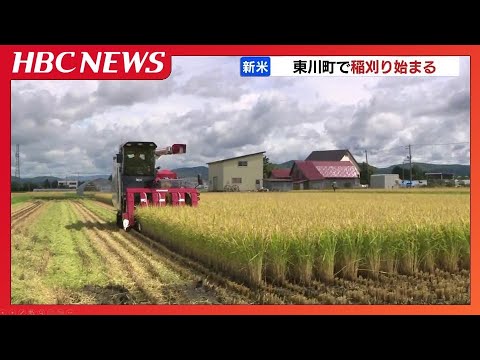 暑さの影響で1週間ほど早い稲刈り 北海道のコメどころ東川町 生育は順調「品質良いゆめぴりか」
