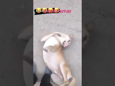 कुत्ता नागिन#dance 🦮💃😂😃🙏👍#azad #kumar #comedy