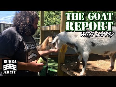 The #Goat Report with Lummy #TheBubbaArmy #goats #animals #summer #hooty #baby