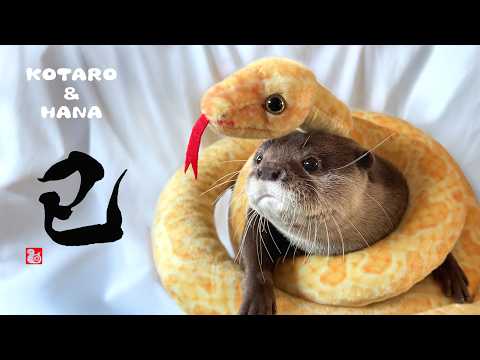 新年から笑いをもたらすカワウソとヘビのお正月　Otters Celebrate New Year’s with Snakes!