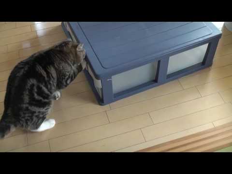 開けて入るねこ。