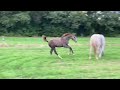 Show jumping horse Chique merrieveulen van Mattias