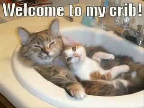 Very Funny Cats 22