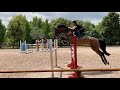 Show jumping horse Future 8 jaar voor GP geweldige prijs