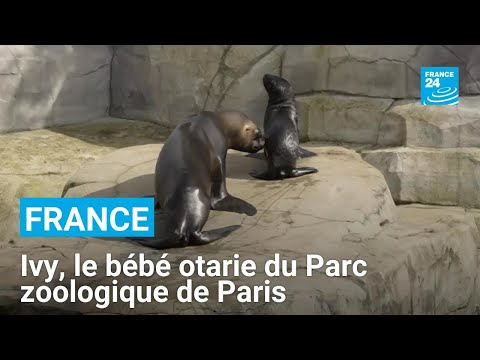 Ivy, le bébé otarie du Parc zoologique de Paris • FRANCE 24