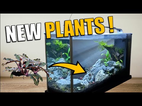 Planting my Fluval Spec aquarium It's time to add plants to my 5 gallon fluval spec aquarium! In this short video I show you how I pr