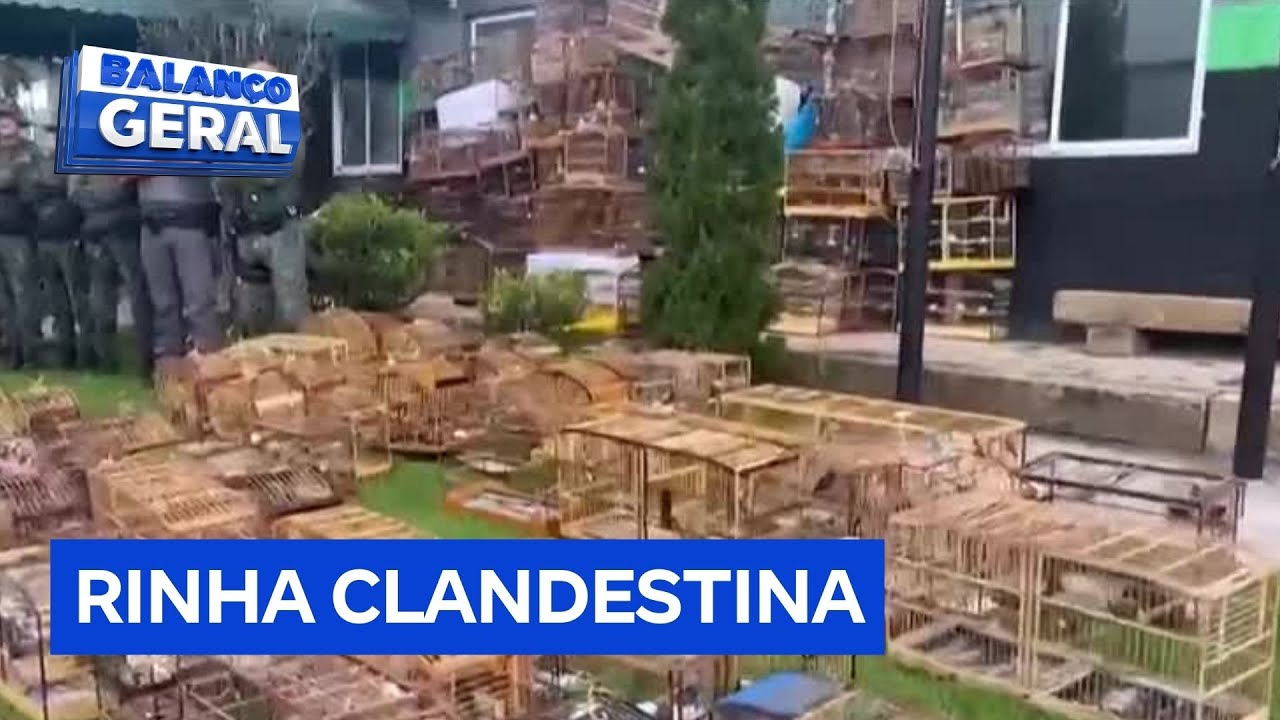 Mais de 100 aves são resgatadas de rinha clandestina em São Paulo