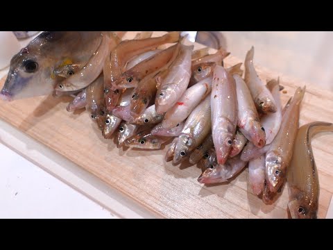 いい感じに釣れすぎた♪連掛けはやっぱりノンストップサビキ？鱚の投げ釣り！