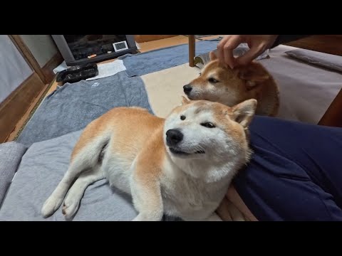 柴犬親子の仲良く甘える姿を楽しもう サムネイル