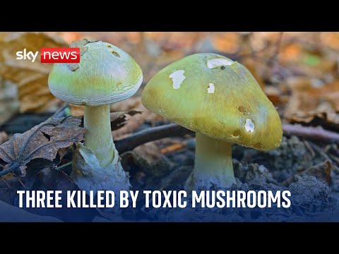 Woman suspected of killing three people with toxic mushrooms arrested in Australia