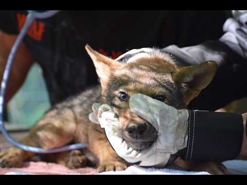 Wolf Conservation Center is live!