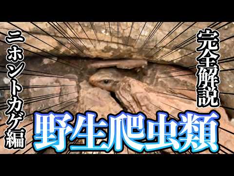 【GW必見】捕まえた爬虫類どう育てる？！
