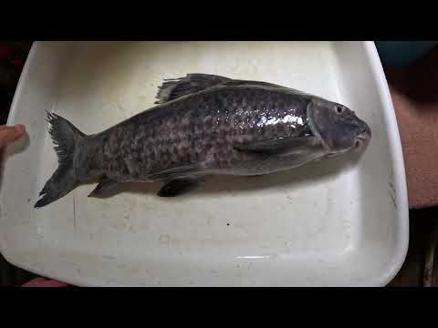 Blowout of 240g tank. Loss of #1 jerk, difficult b Our website_  https_//fish-story.com/

You can connect with us on Monster Fish Keepers forum (screen