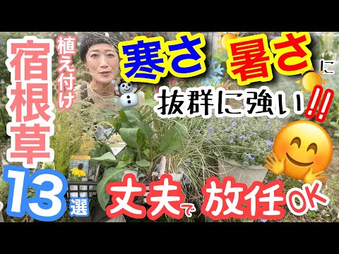 【宿根草】耐寒性・耐暑性が抜群だと、管理が超楽‼️/ 昨今の暑さ寒さは尋常じゃない💦だからこそ、強いものを選ぶべし😊/ 植え付け/ 土壌改良は雑草も無駄なく使って行う【日向ガーデン】【ガーデニング】